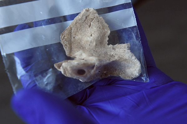 A petrous bone like those used in the study. Image: Rick Groleau.