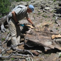 Unexpected Wood Source for Chaco Canyon Great Houses