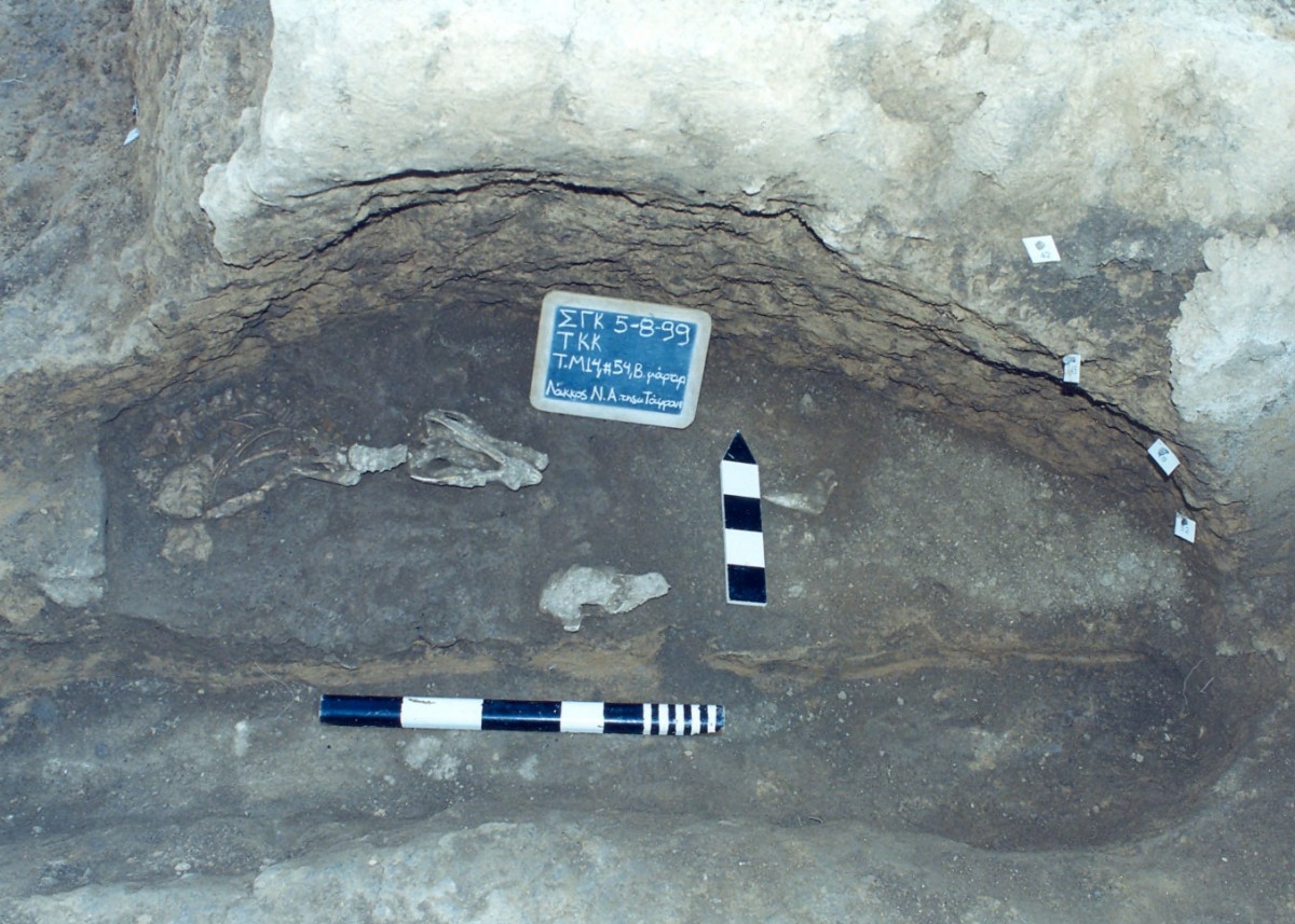 Fig. 6. Pit (aa 132) that contained burials of parts of animals (a pig and dog) and many shells.