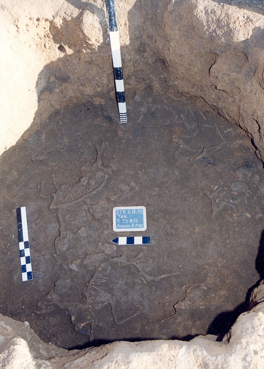 Fig. 7. Pit (aa.225) that contained burials of whole or parts of animals (three sheep) and many shells.