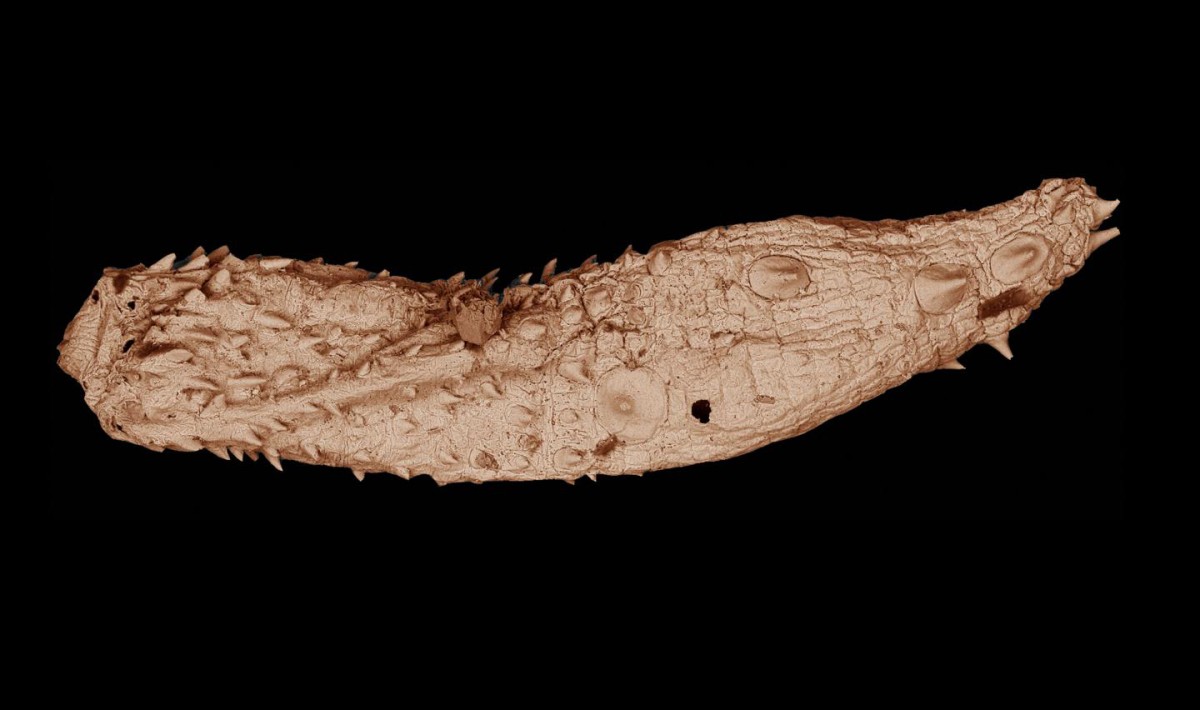 Scientists discover 530-million-year-old fossils of ancient, microscopic worms