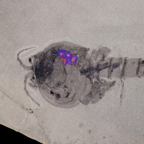 Burgess Shale fossil site gives up oldest evidence of brood care