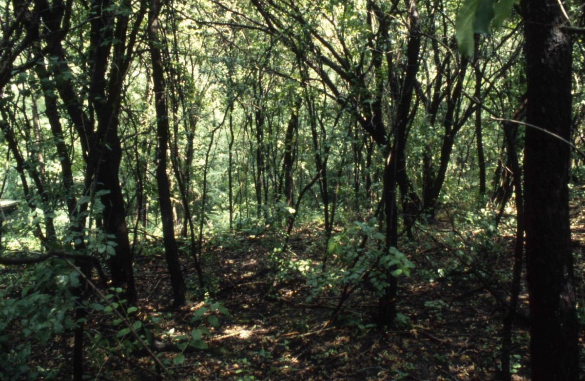 A Southern Wisconsin woods being strangled by buckthorn, a tree that was sold in nurseries and started to invade the region over the past half-century. As buckthorn excludes all other vegetation, this site that was formerly dominated by oak shows some of the ways that human activity has changed the relationship among species. Credit: David J Tenenbaum, University of Wisconsin-Madison.
