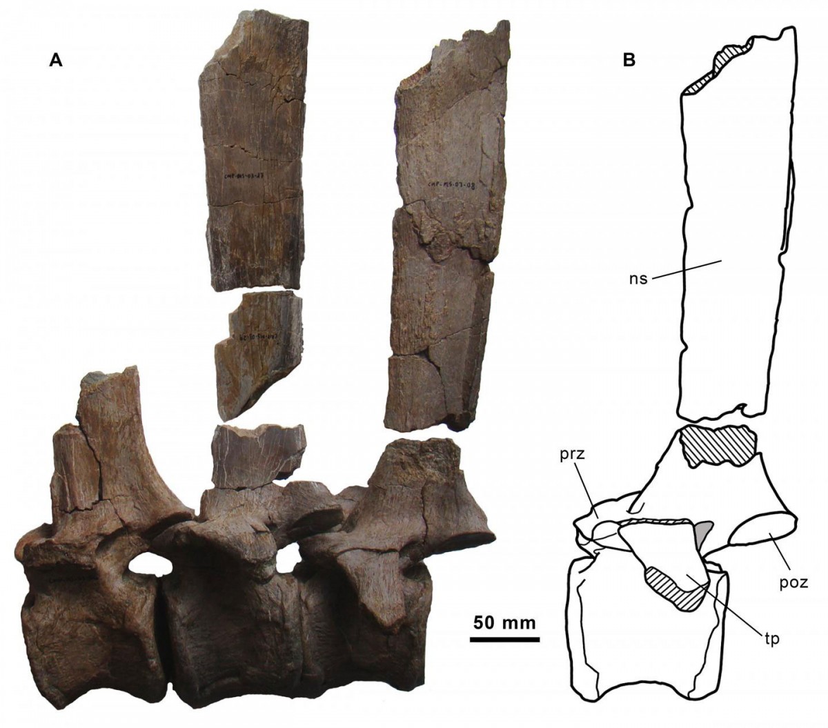 Dorsal vertebrae series of the holotype specimen of Morelladon beltrani. CMP-MS-03-06, -07 and -05 in left lateral (A) view. Interpretive drawing of CMP-MS-03-05 (including CMP-MS-03-08 neural spine) in left lateral (B) view. Abbreviations: ns, neural spine; poz, postzygapophysis; pre, prezygapophysis; rec, vertical recess; tp, transverse process.
Credit: Gasulla et al.