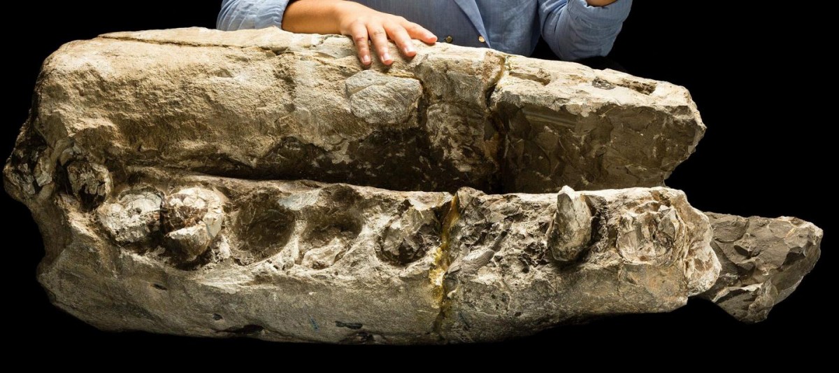 Scientists reanalyzed ‘white whale’ fossil