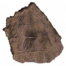 A fish trap from the Middle Ages
