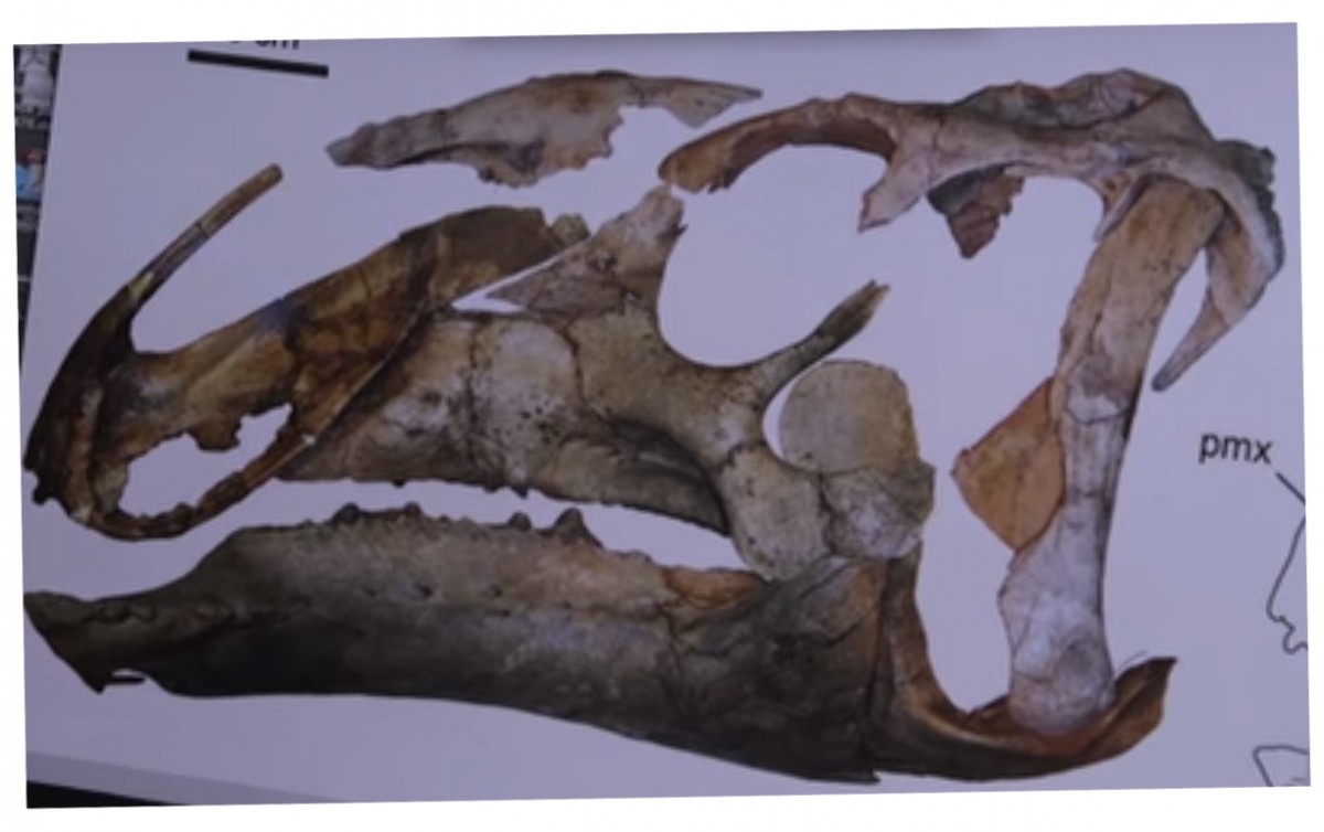 The skull of Eotrachodon orientalis. (snapshot of video)