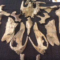 Research team identifies rare dinosaur from Appalachia
