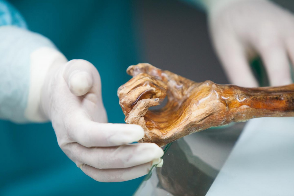 The Iceman's hand.
Credit: South Tyrol Museum of Archaeology/EURAC/M.Lafogler.