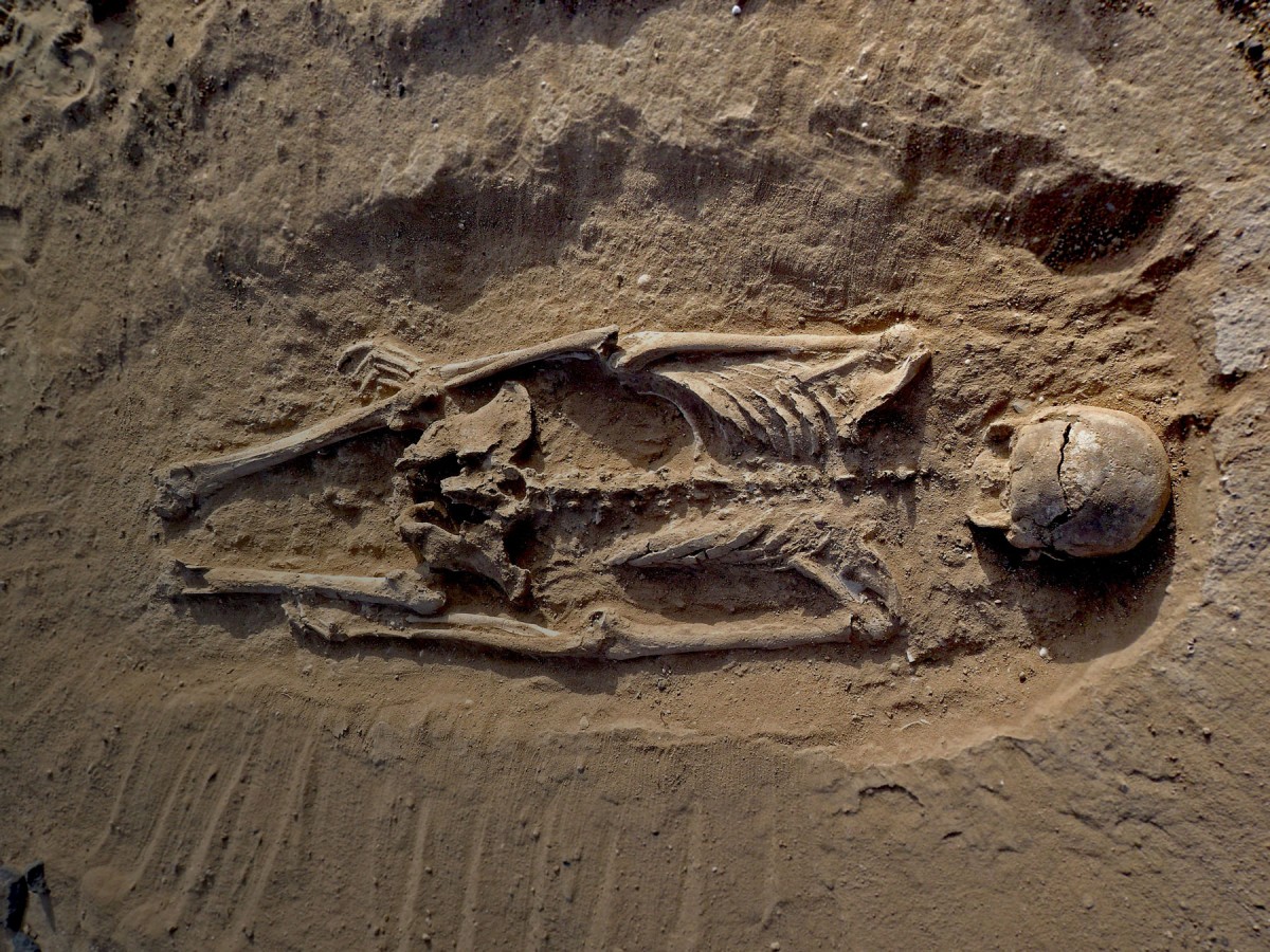 Skeleton of man lying prone in lagoon sediments with multiple lesions to skull. 