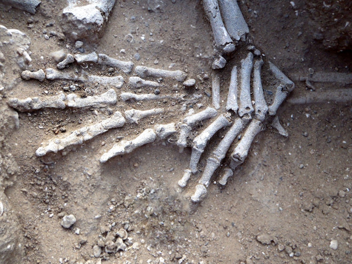 Detail of hands of in situ skeleton. Position suggests they had been bound. 