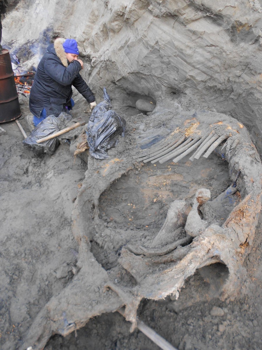Sergey Gorbunov is excavating the mammoth carcass. This material relates to a paper that appeared in the Jan. 15, 2016, issue of Science, published by AAAS. Credit: Pitulko et al., Science (2016)