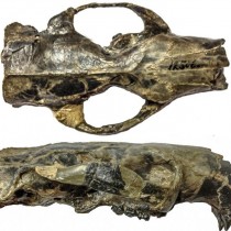 Ancient rodent’s brain was big … but not necessarily ‘smart’