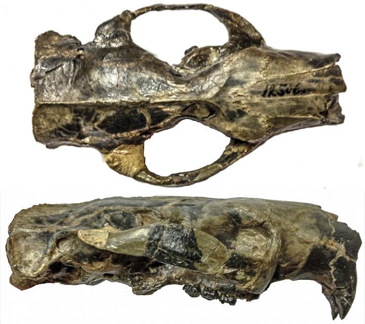 University of Toronto researchers recently reconstructed two endocasts of Paramys, the oldest and best-preserved rodent skulls on record.
Credit: University of Toronto Scarborough.