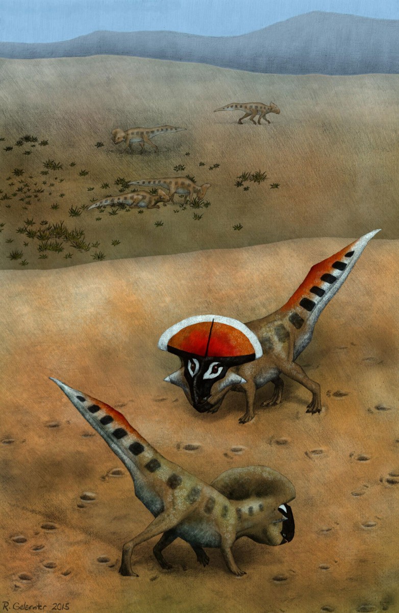 Life restoration of adult Protoceratops andrewsi in the foreground engaging in speculative display postures. Non-mature animals can be seen in the background.
Credit: Rebecca Gelernter / QMUL.