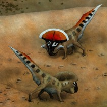 First demonstration of sexual selection in dinosaurs identified