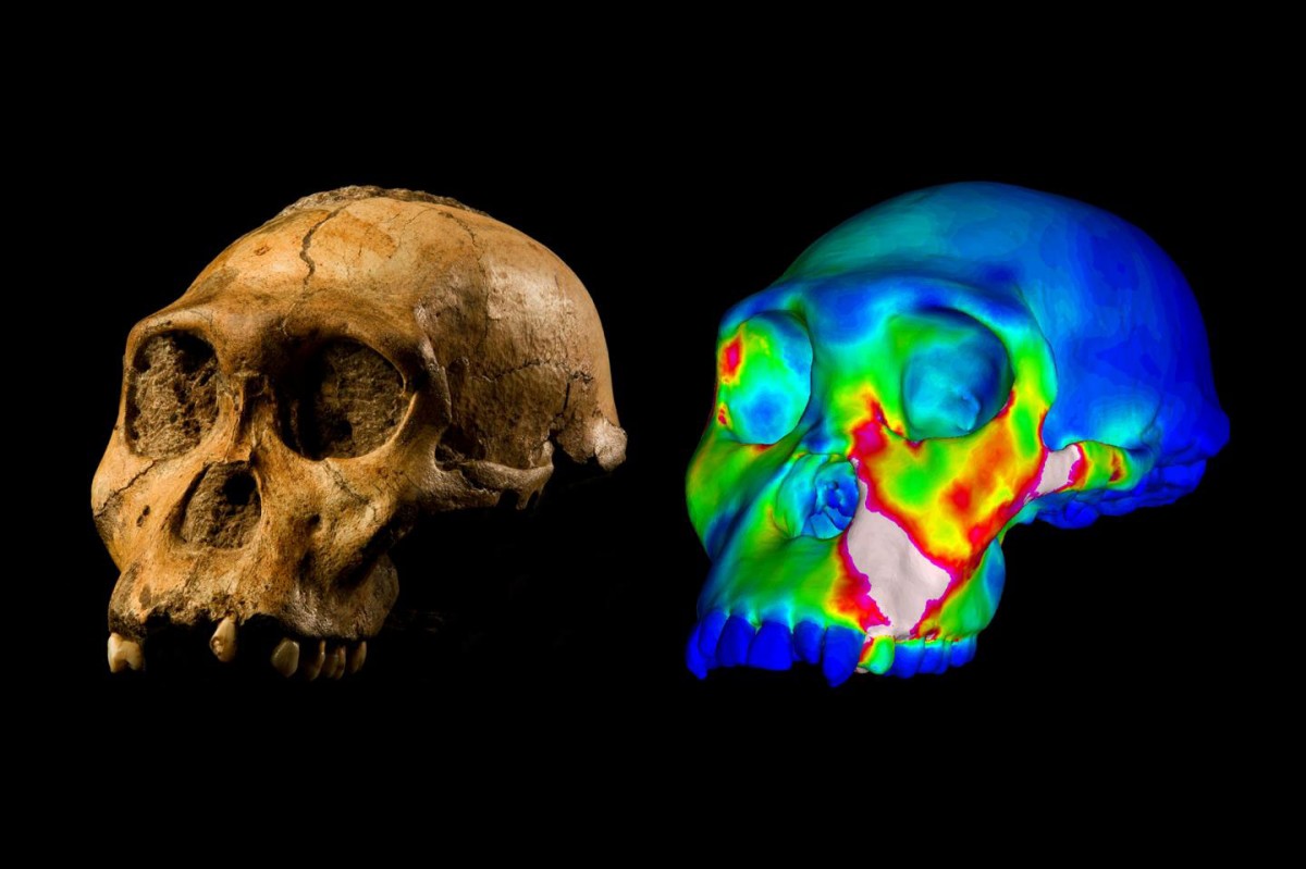 The fossilized skull of Australopithecus sediba specimen MH1 and a finite element model of its cranium depicting strains experienced during a simulated bite on its premolars. 