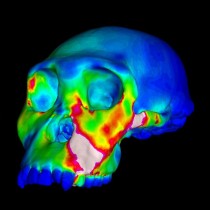 Early human ancestor didn’t have the jaws of a nutcracker