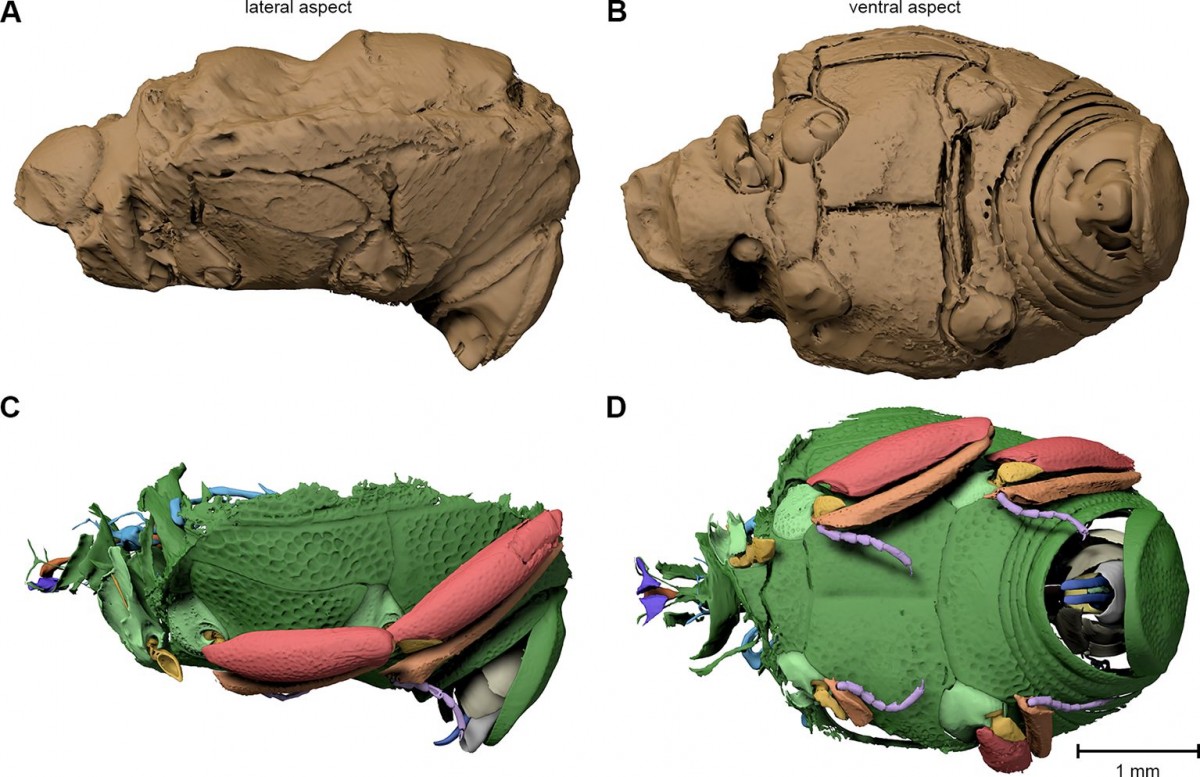 Digital endocast of Onthophilus intermedius. A digital endocast (A, B) artificially created from tomography data resembles the shape of the other fossils much closer than the original surface of the beetle (C, D) hidden by the stony matrix. Photo credit: eLIFE.