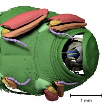 Fossils turn out to be a rich source of information