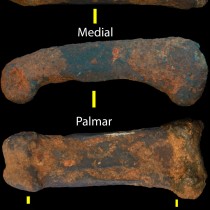 South Africa’s Sterkfontein Caves produce 2 new hominin fossils