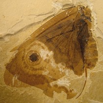 Paleobotanist plays role in discovery of ‘Jurassic butterflies’