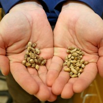 Researchers trace peanut crop back to its Bolivian roots