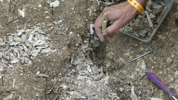 Some 45kg (99lbs) of bone fragments were recovered. Photo Credit: Mike Pitts/BBC.