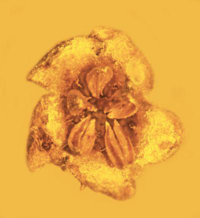 This asterid flower is one of the only fossils of this family ever discovered.
Credit: Photo by George Poinar, Jr., courtesy of Oregon State University.