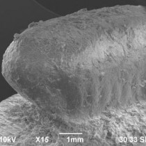 Japanese earthenware time capsules contain 4,300-year-old cockroach egg case impressions