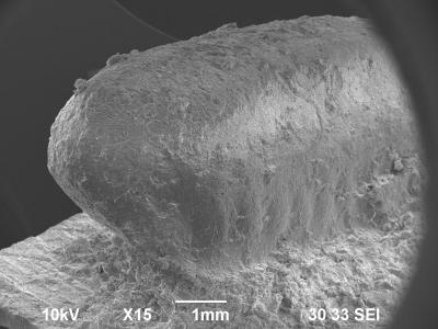 Scanning electron microscope (SEM) image of a cockroach egg case silicone replica.
Credit: Prof. Hiroki Obata