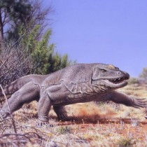 Ancient extinction of giant Australian bird points to humans