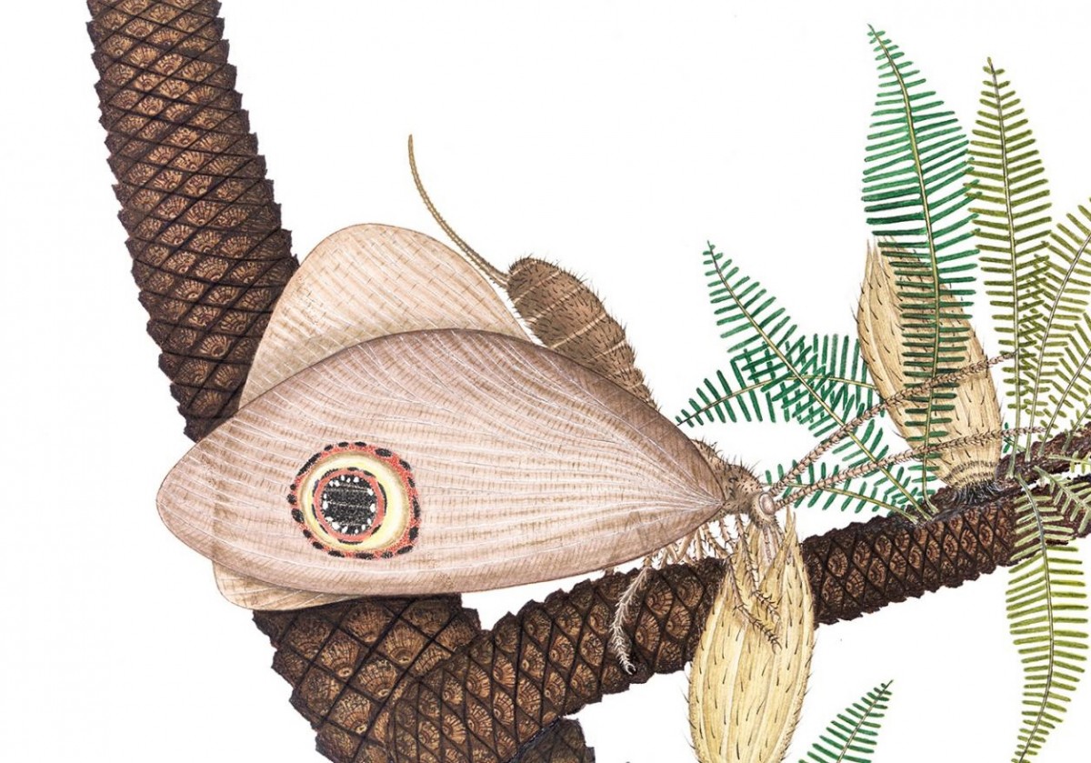 Oregramma illecebrosa consuming pollen drops from bennettitales, an extinct order of plant from the Triassic period. Image by Vichai Malikul, scientific illustrator, Smithsonian Institution.