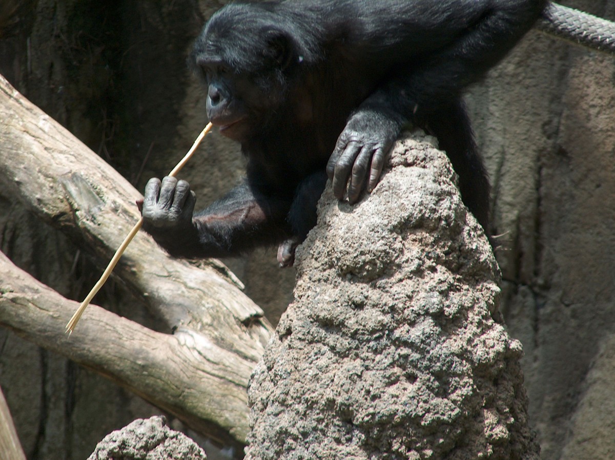 Stone tool-use behavior and accumulation sites in wild chimpanzees reminiscent to human cairns