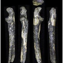 Australopithecus fossils found east of the Great Rift Valley
