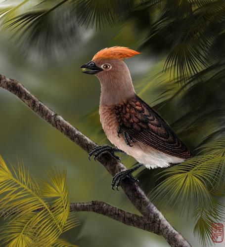 New basal bird from China reveals the morphological diversity in early birds