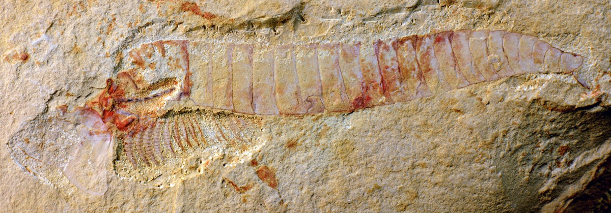 Complete specimen of Chengjiangocaris kunmingensis from the early Cambrian Xiaoshiba biota of South China. Credit: Jie Yang