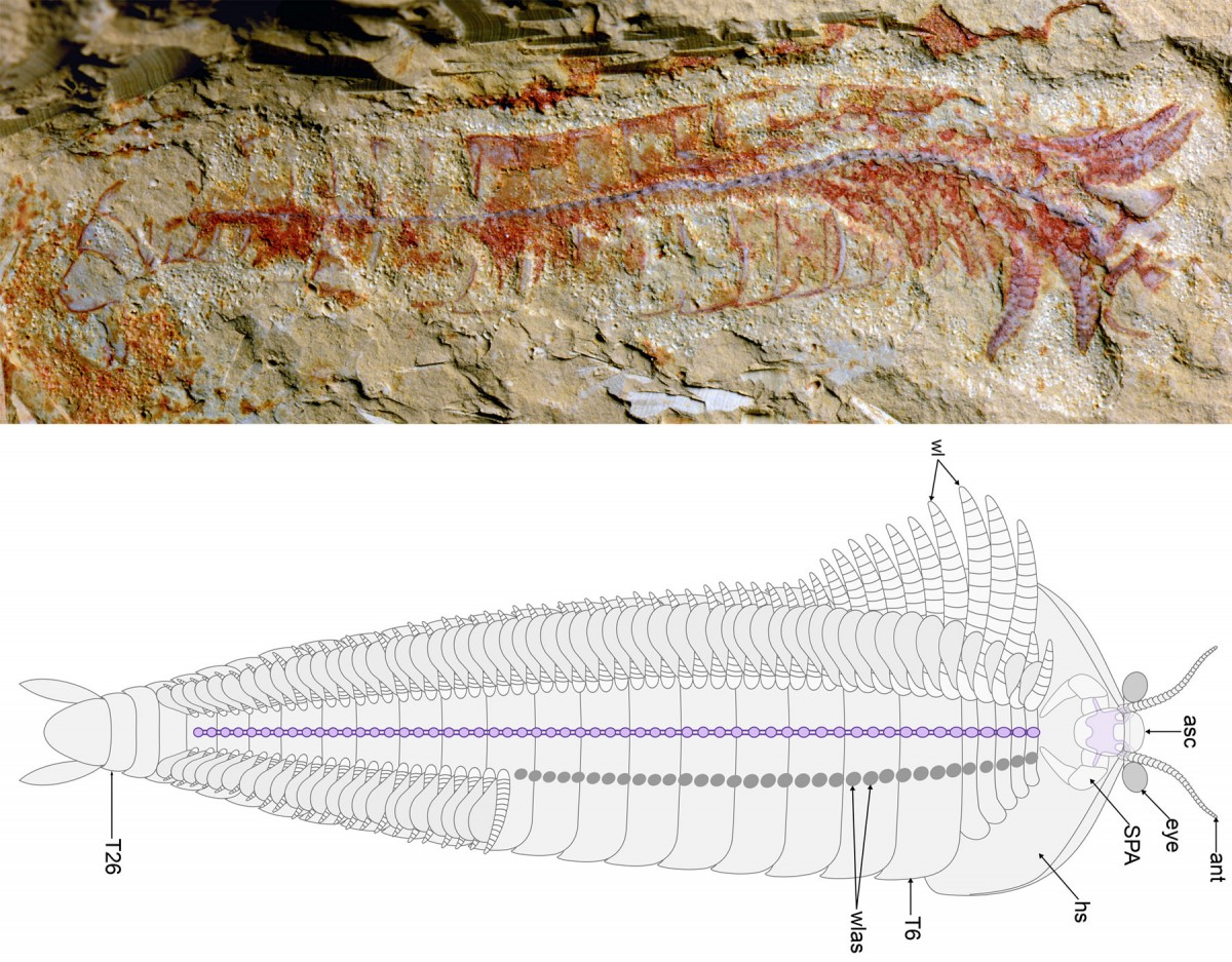 Complete specimen of Chengjiangocaris kunmingensis and morphological reconstruction. Credit: Jie Yang 