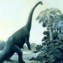 Scientists explain evolution of some of the largest dinosaurs