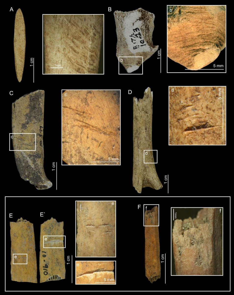 Bones of dwarf deer show butchering marks. Archaeologists on Pedro González Island in the Bay of Panama were surprised to find bones of a dwarf deer in a 6,000-year-old waste pile of island residents who apparently hunted the deer to extinction.
Credit: STRI