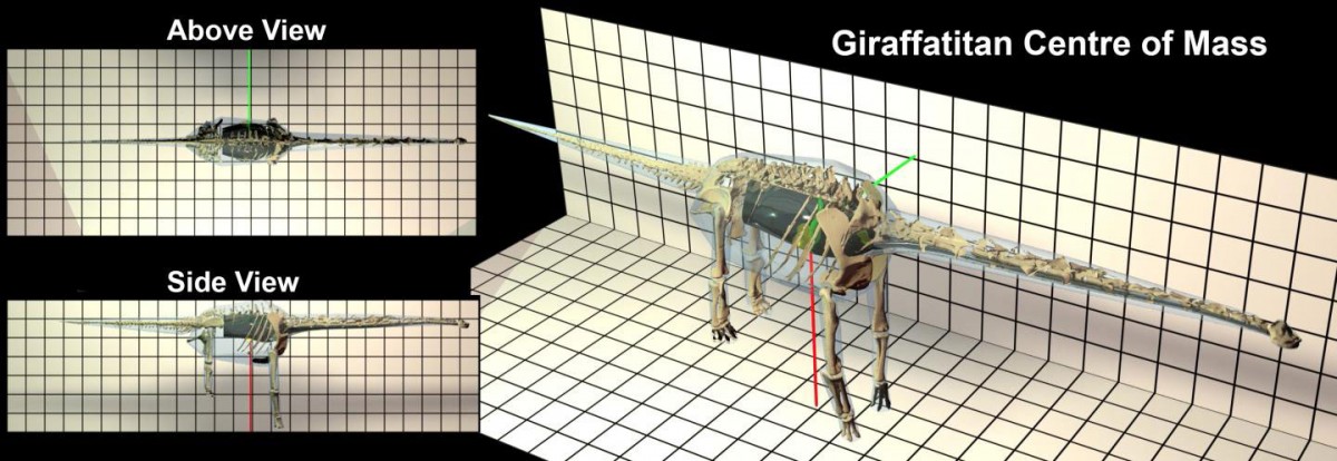 This is a Giraffatitan model of a Sauropod.
Credit: Dr Peter L Falkingham (Liverpool John Moores University)