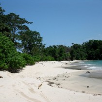 Tiny island deer in Panama hunted to extinction thousands of years ago