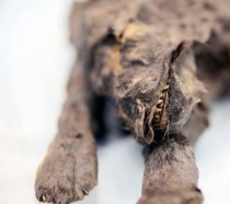 Pleistocene puppy found in Siberia