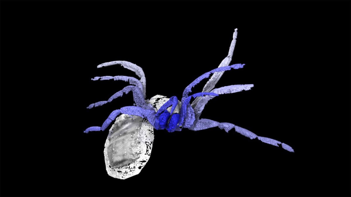 Digital Reconstruction of Idmonarachne brasieri. Photo Credit: Phys.org/The Royal Society publishing.