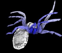 New research identifies unique arachnid species