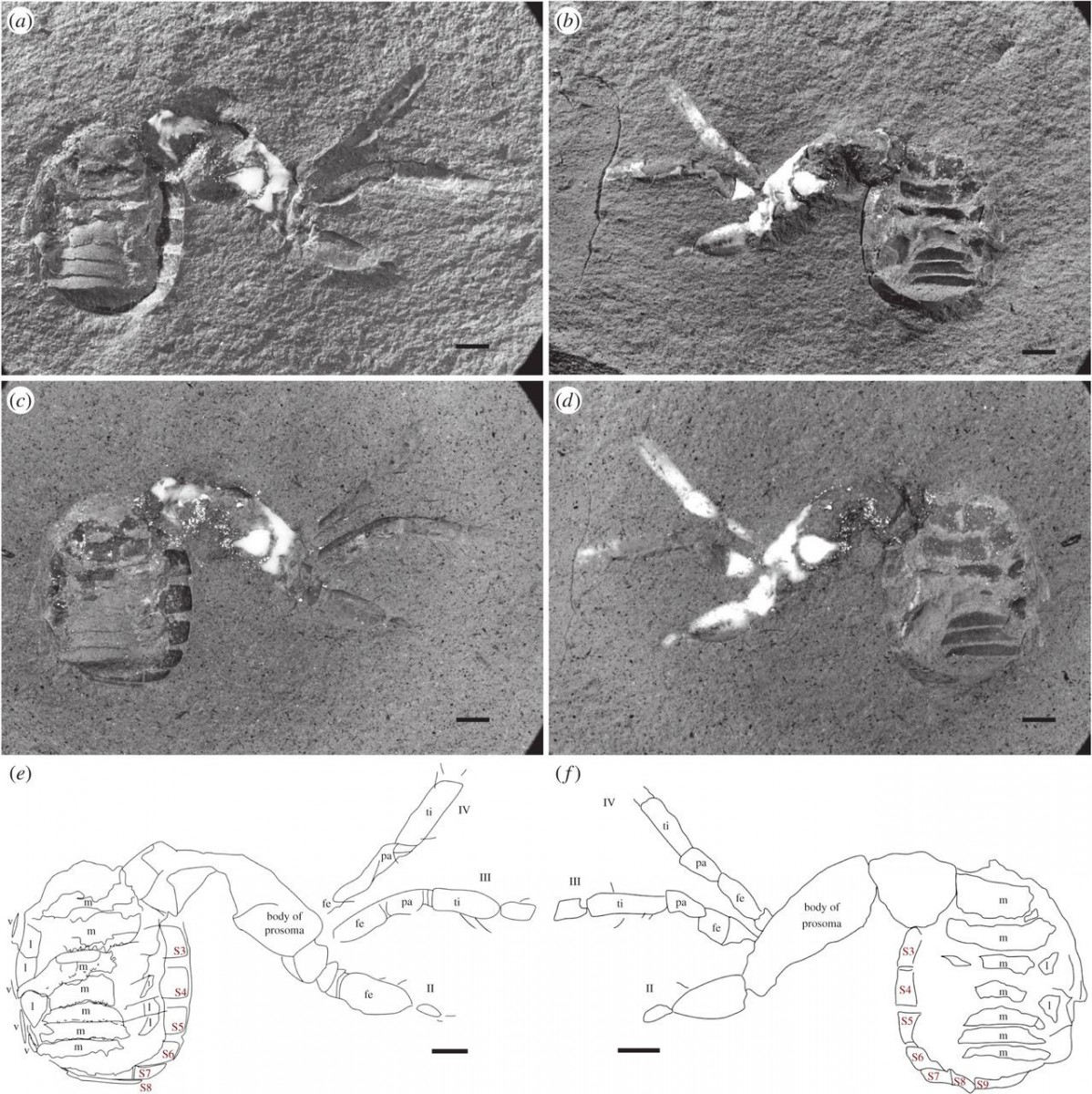 Imagery during analysis and morphological interpretation of fossil. Photo Credit: The Royal Society Publishing. 