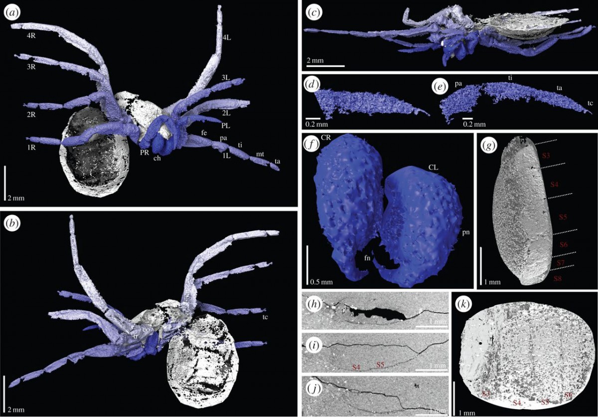 Digital visualization of Idmonarachne brasieri based on laboratory and synchrotron scans of the fossil. Photo Credit: The Royal Society Publishing.