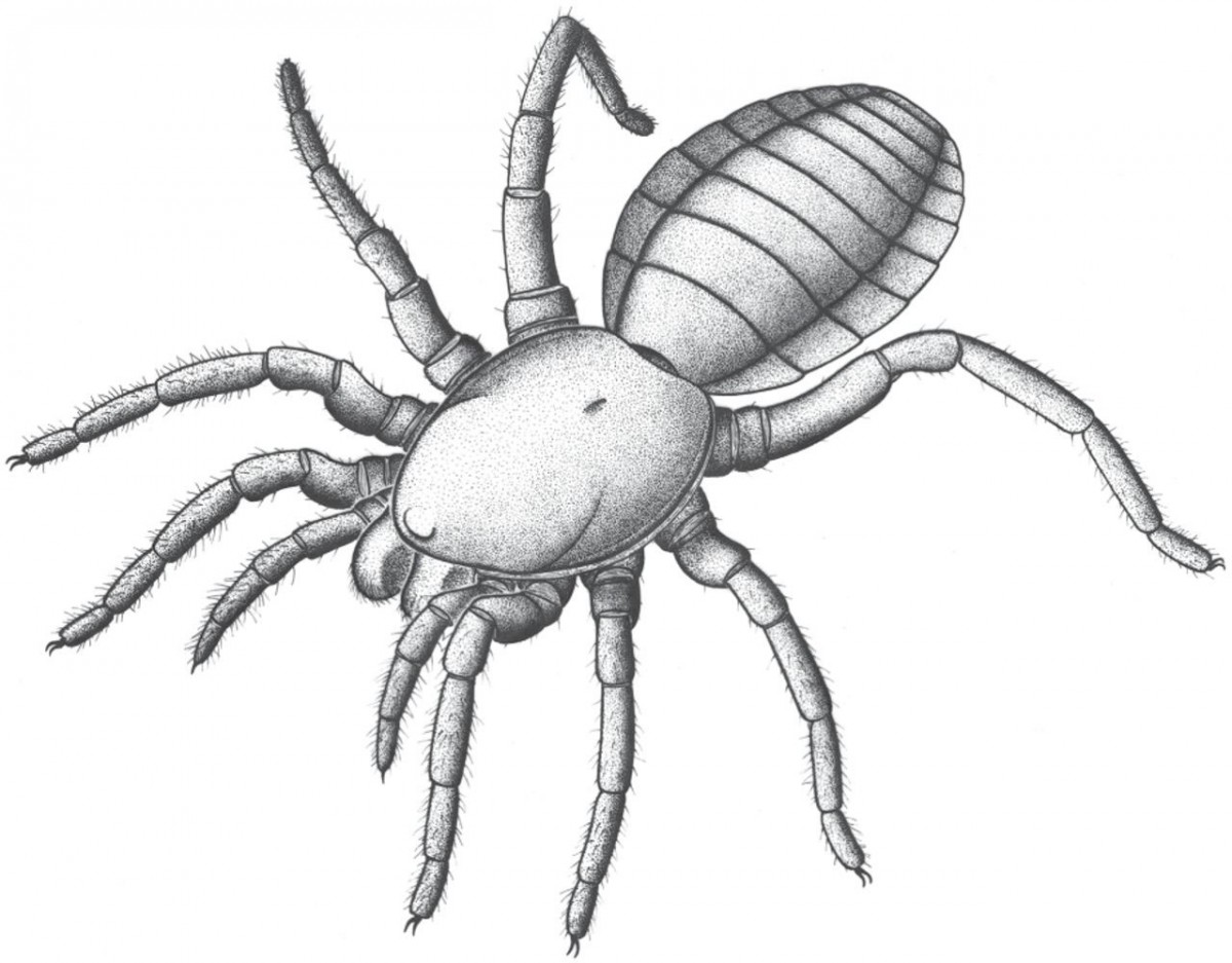 Suggested appearance of Idmonarachne brasieri in life. Photo Credit: The Royal Society publishing