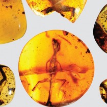 World’s oldest chameleon found in amber fossil