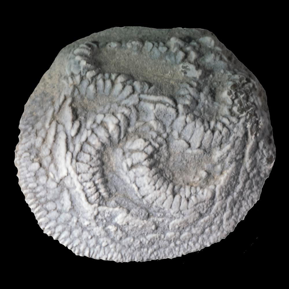 Isorophus cincinnatiensis of Hamilton County, Ohio, is one of hundreds of species identified in the app. The specimen is a type of echinoderm (a cousin of a starfish) that was relatively common in the Late Ordovician seas in the Cincinnati area. Photo credit: Alycia Stigall.